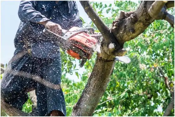 tree services Dodgeville